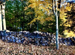 Woods with a lot of stumps