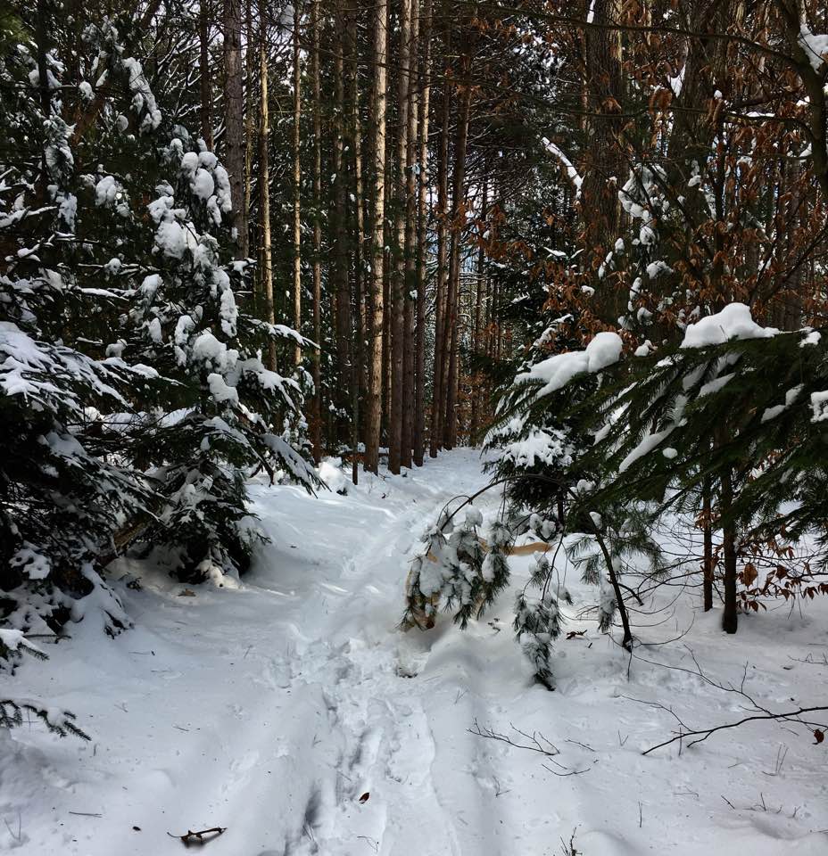 Image of a path in between the woods during winter