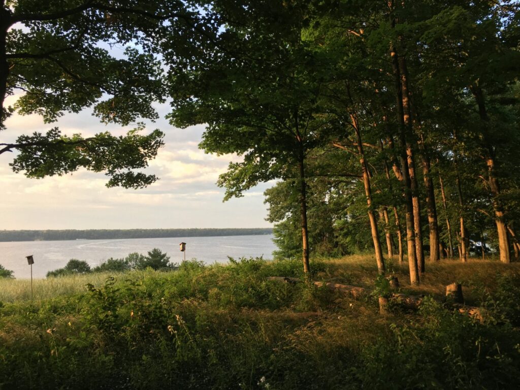 View of a lake from the woods